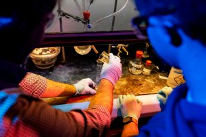 'An Amazing Early-Career Grant' - INBRE-funded scientists at Colby