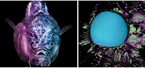 Light Microscopy Facility Wins Imaging Awards